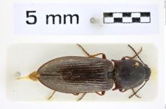 Foto (Dorsalansicht) von Setasomus aratus (LeConte, 1853) (NHMW-ZOO-COL-0008343)